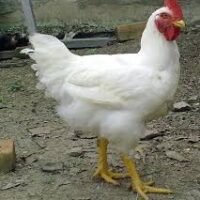 Broiler Chicken