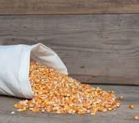 50kg bag of Maize