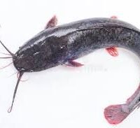 Cat Fish