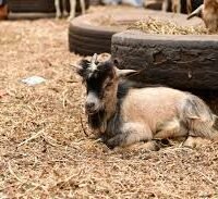 Goat
