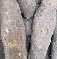 Yam