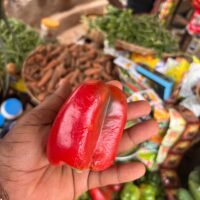 Fresh Red Pepper – Vibrant & Flavorful Farm Produce.