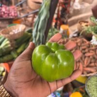 Fresh Green Bell Pepper – Farm-Fresh & Nutrient-Rich Vegetable.